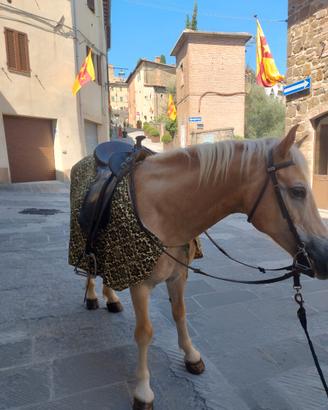 Cavallo haflinger