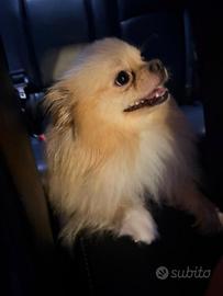 Spitz tedesco nano maschio