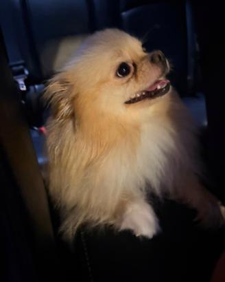 Spitz tedesco nano maschio
