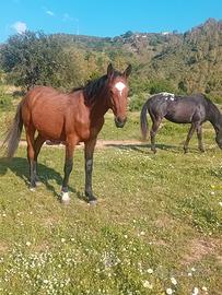 Cavalli sella italiano