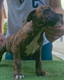 Pitbull