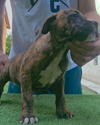 Pitbull