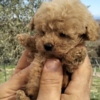 Barboncini toy vari vari colori maschio e femmina