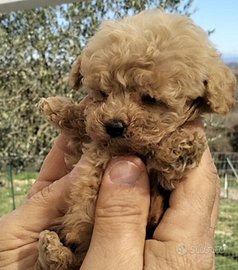 Barboncini toy vari vari colori maschio e femmina