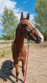 Cavallo