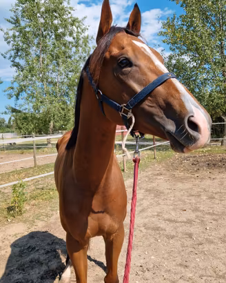 Cavallo