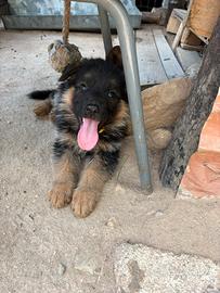 Cuccioli di pastore tedesco