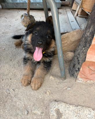 Cuccioli di pastore tedesco