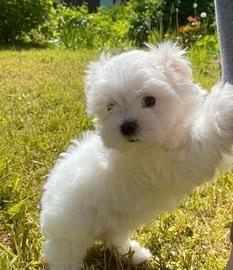 Maltipoo Nano, maschietto molto grazioso