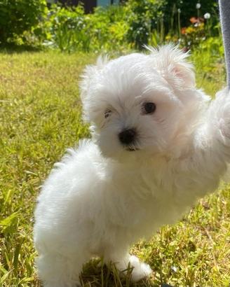 Maltipoo Nano, maschietto molto grazioso