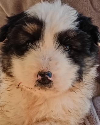 Cucciolo meticcio