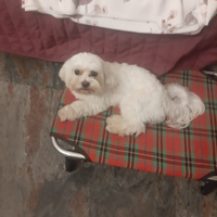 Maltese maschio per accoppiamento