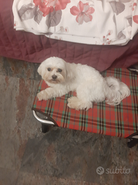 Maltese maschio per accoppiamento