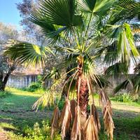 palme da giardino