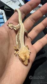 Geco Ciliatus