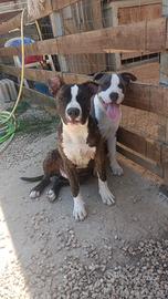 Cane Amstaff