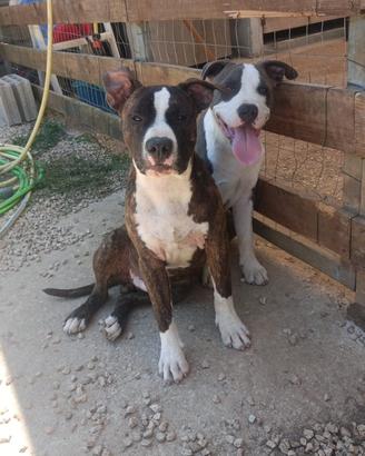 Cane Amstaff