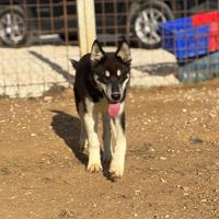 Siberian husky cucciolo