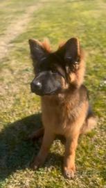 Cucciolone pastore tedesco