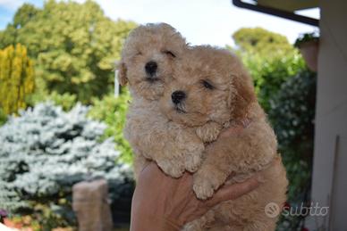 Maltipoo Mini Toy
