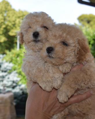 Maltipoo Mini Toy