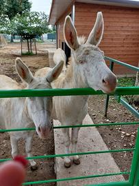 Asini dell'asinara