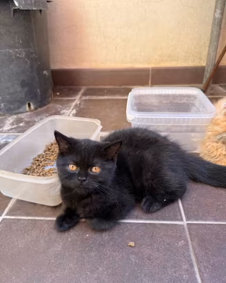 Gattina Persiana pura a pelo corto