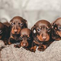 Bassotti toy Kaninchen