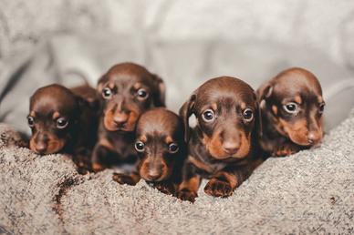 Bassotti toy Kaninchen