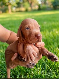 Cuccioli vizla x braccopointer crestini