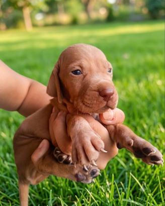 Cuccioli vizla x braccopointer crestini