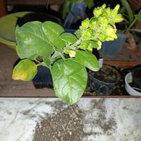 Semi di miscela di piante insetticida 