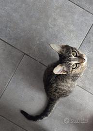 Gattina cucciola tigrata adozione
