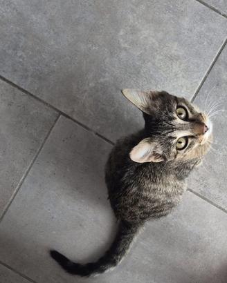 Gattina cucciola tigrata adozione