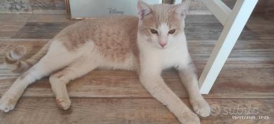 Gatto per accoppiamento