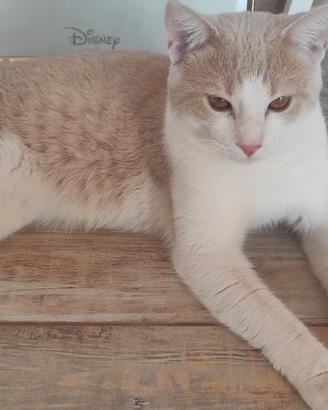 Gatto per accoppiamento