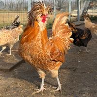PULCINI gallina padovana