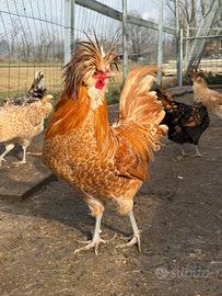 PULCINI gallina padovana