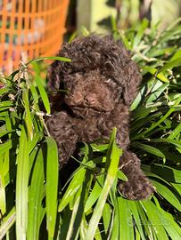 Barboncini toy marroni