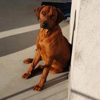 Cuccioli di razza Rhodesian Ridgeback
