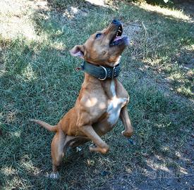 Pitbull adba