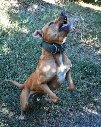 Pitbull adba