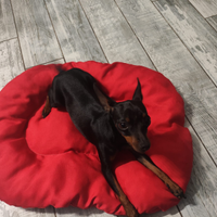 Pinscher pincer femmina di un anno monta