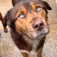 AURON, dagli occhi più belli del mondo