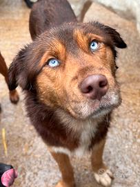 AURON, dagli occhi più belli del mondo