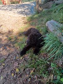 Cuccioli pastore bergamasco