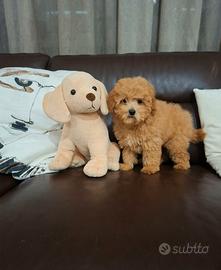 Barboncina toy albicocca