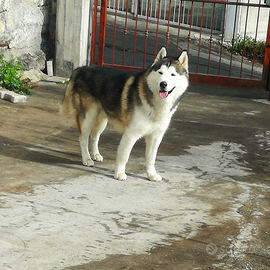 Alaskan malamute