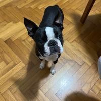 Boston terrier maschio per accoppiamento