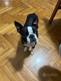 Boston terrier maschio per accoppiamento